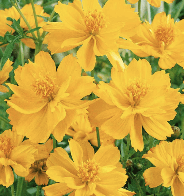 Cosmos - Sulfureus Gold (3.25" pot)